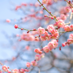 梅の花のハーバリウムオイルを作ろう！2月2日(日曜)